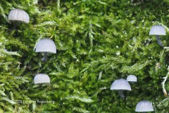 blauwgrijze schorsmycena#(20251125)a