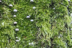 blauwgrijze schorsmycena#(20251125)b