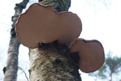 berkenzwam#(20251227)