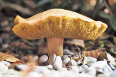 blozende fluweelboleet#(20180908)