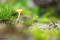 oranjegeel trechtertje#(20180913)