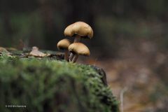 paddenstoel#(20181025)
