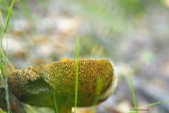 paddenstoel#(20180913)a