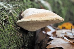 tonderzwam#(20181103)b