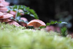 paddenstoel#(20181024)c
