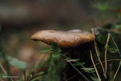 paddenstoel#(20181025)
