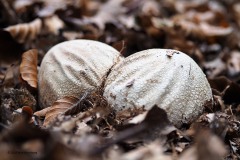 coprinopsis atramentaria#(20181024)