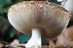 vliegenzwam#(20181003)