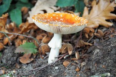 vliegenzwam#(20181002)a