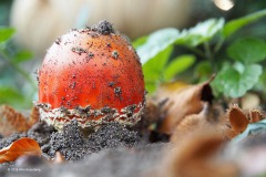 vliegenzwam#(20181002)b