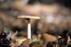 roodbruine slanke amaniet#(20180929)a