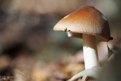 roodbruine slanke amaniet#(20180929)b