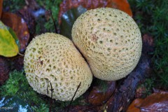 aardappelbovist#(20171007)a