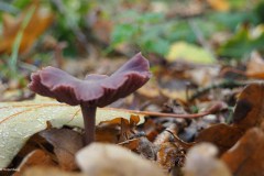 amethistzwam#(20171005)