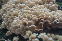paddenstoel#(20171005)b