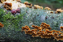 gele korstzwam#(20171007)