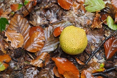 aardappelbovist#(20171007)b