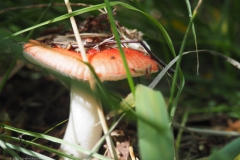 braakrussula#(20230808)