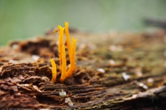 koraalzwam#(20230808)b