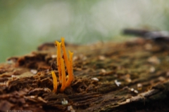 koraalzwam#(20230808)a