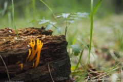 koraalzwam#(20230808)c