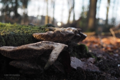 wijdporiekurkzwam#(20210109)