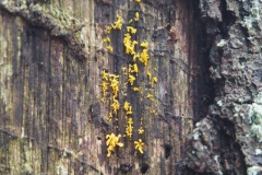 geel hoorntje#(20220114)a