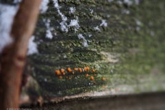 oranje druppelzwam#(20240116)