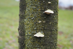 ruig elfenbankje#(20230122)