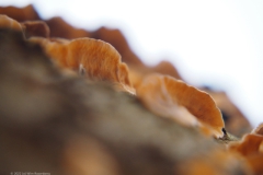 korstzwam#(20220130)