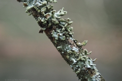 korstmos#(20250209)