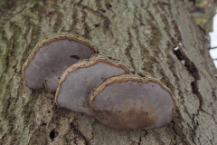 tonderzwam#(20210210) paddenstoelen