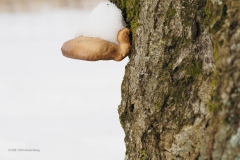 gewone oesterzwam#(20210210)
