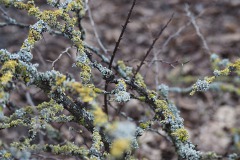 korstmos#(20170215)
