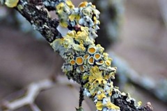 korstmos#(20170215)a