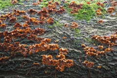 gele korstzwam#(20240221)