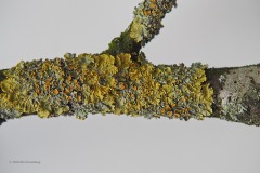 korstmos#(20200221)a