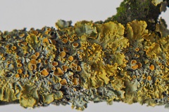 korstmos#(20200221)aa