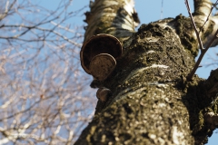 tonderzwam#(20210302)a