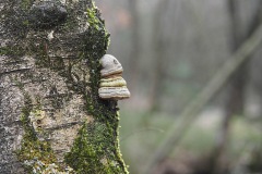 tonderzwam#(20200303)