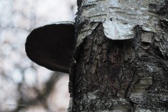 tonderzwam#(20200322)