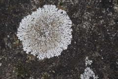korstmos#(20210402)b