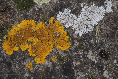 korstmos#(20210402)c