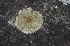 korstmos#(20210402)a