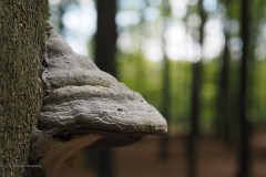 tonderzwam#(20200425)a