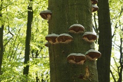 tonderzwam#(20200425)b