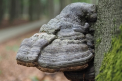 tonderzwam#(20210623)