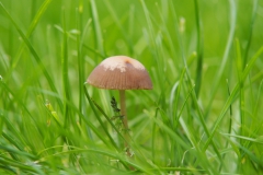 gewoon plooirokje#(20200712)