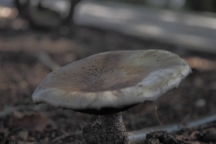 paddenstoel#(20210717)