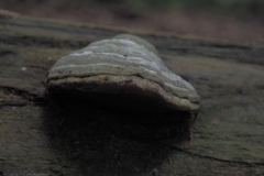 tonderzwam#(20210803)